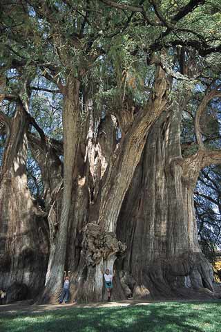 El árbol del Tule en todo su espelndor. Foto: María de Lourdes Alonso El árbol del Tule en todo su espelndor.